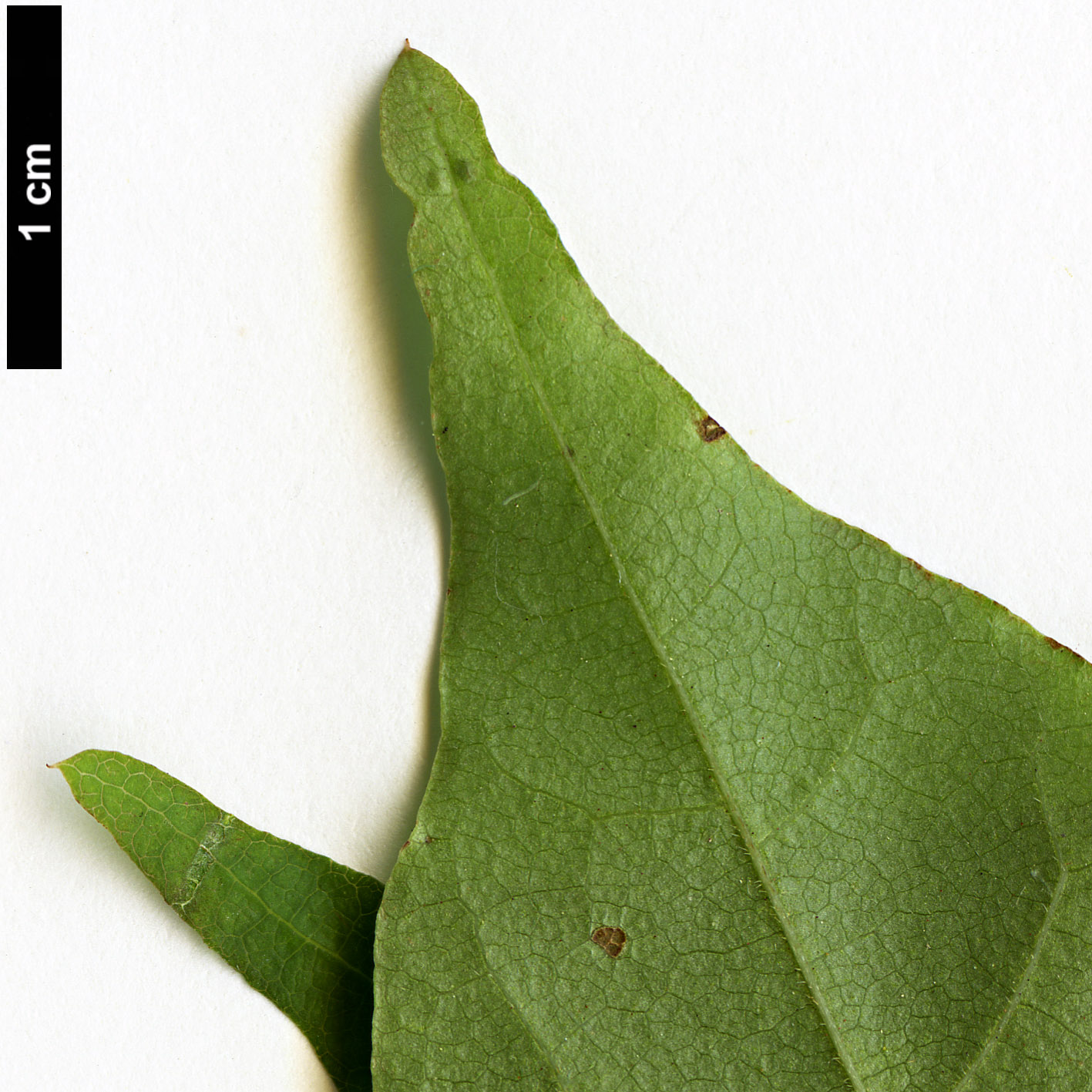 High resolution image: Family: Sapindaceae - Genus: Acer - Taxon: pictum - SpeciesSub: subsp. ambigum High resolution image: Family: Sapindaceae - Genus: Acer - Taxon: pictum - SpeciesSub: subsp. ambigum